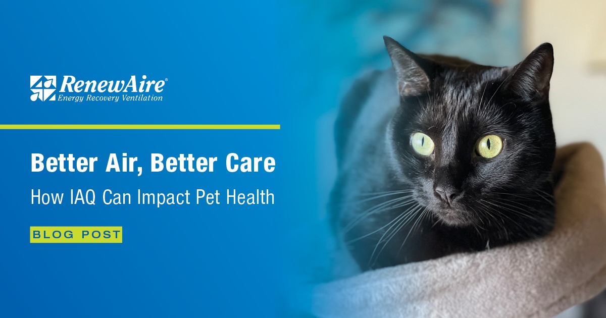 Un chat heureux et en bonne santé qui se repose dans une maison propre où la qualité de l'air est améliorée grâce à un VRE RenewAire.