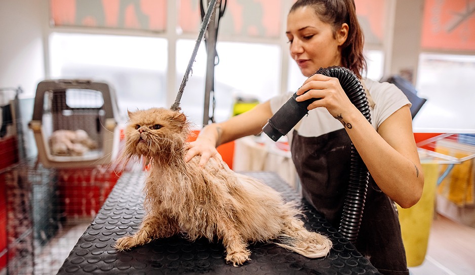 Image of a pet groomer. Heavy animal hair and dander clog HVAC systems if unmanaged.